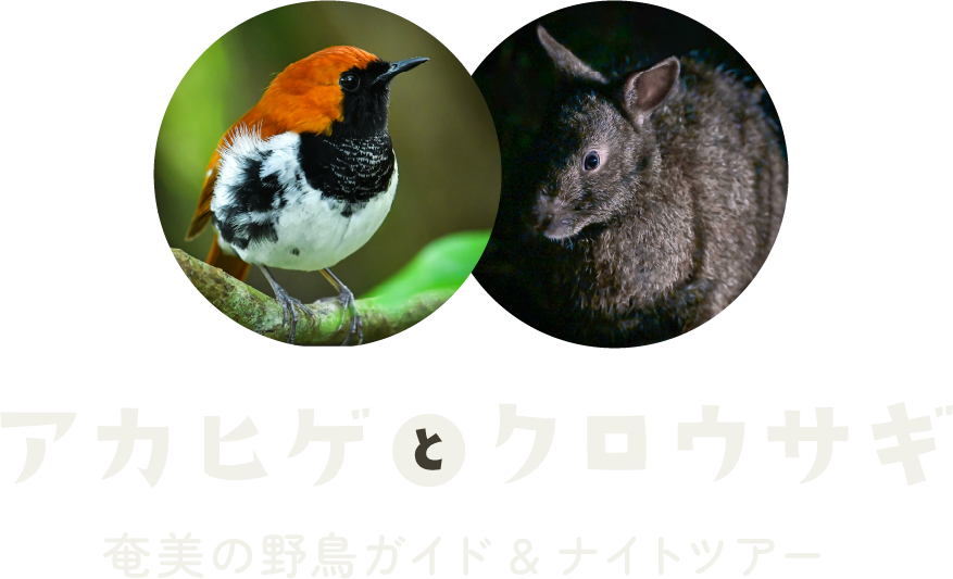 アカヒゲとクロウサギ　奄美の野鳥ガイド＆ナイトツアーのロゴ