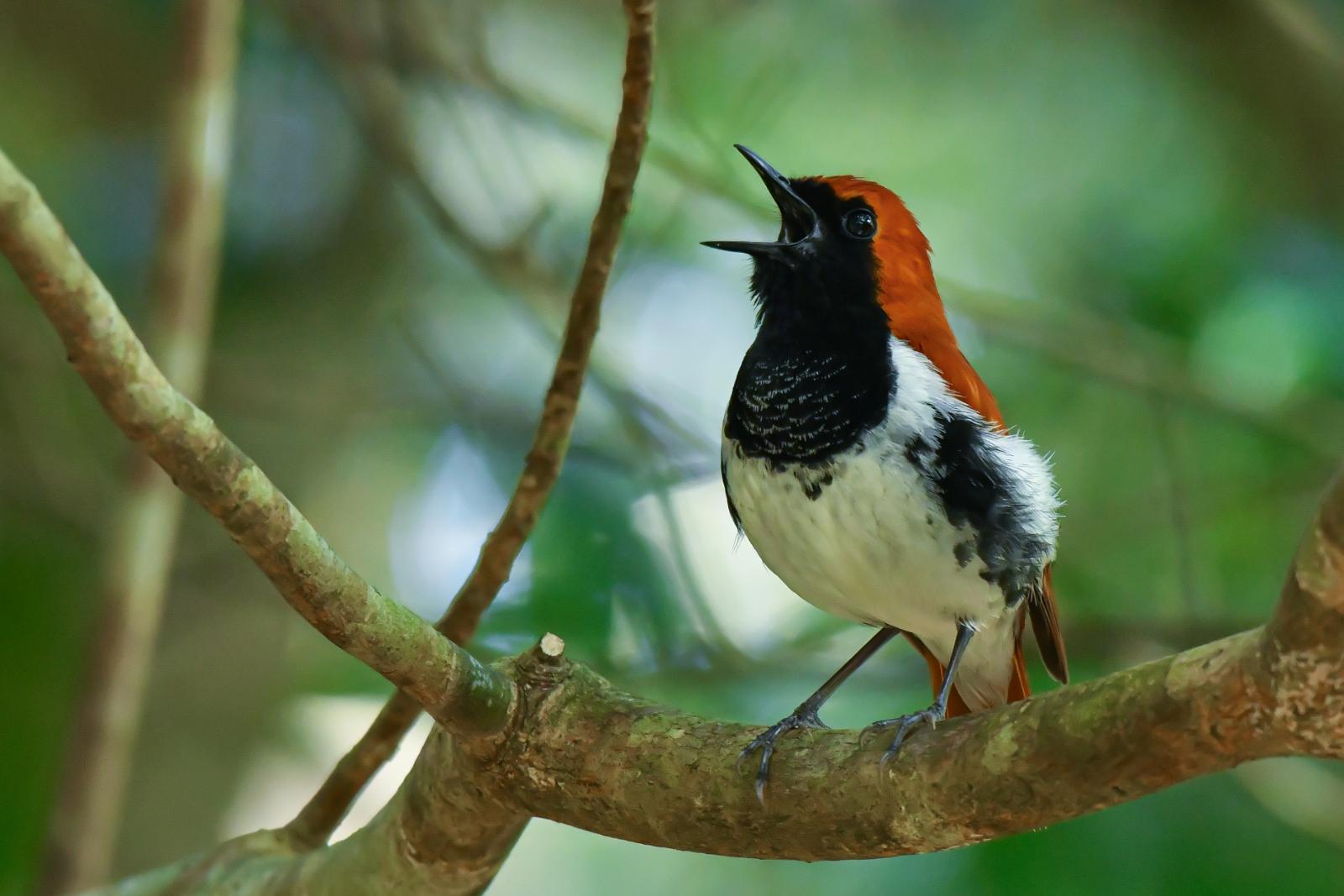 奄美大島の「奄美の森での野鳥ウォッチングツアー」で観察できるアカヒゲ