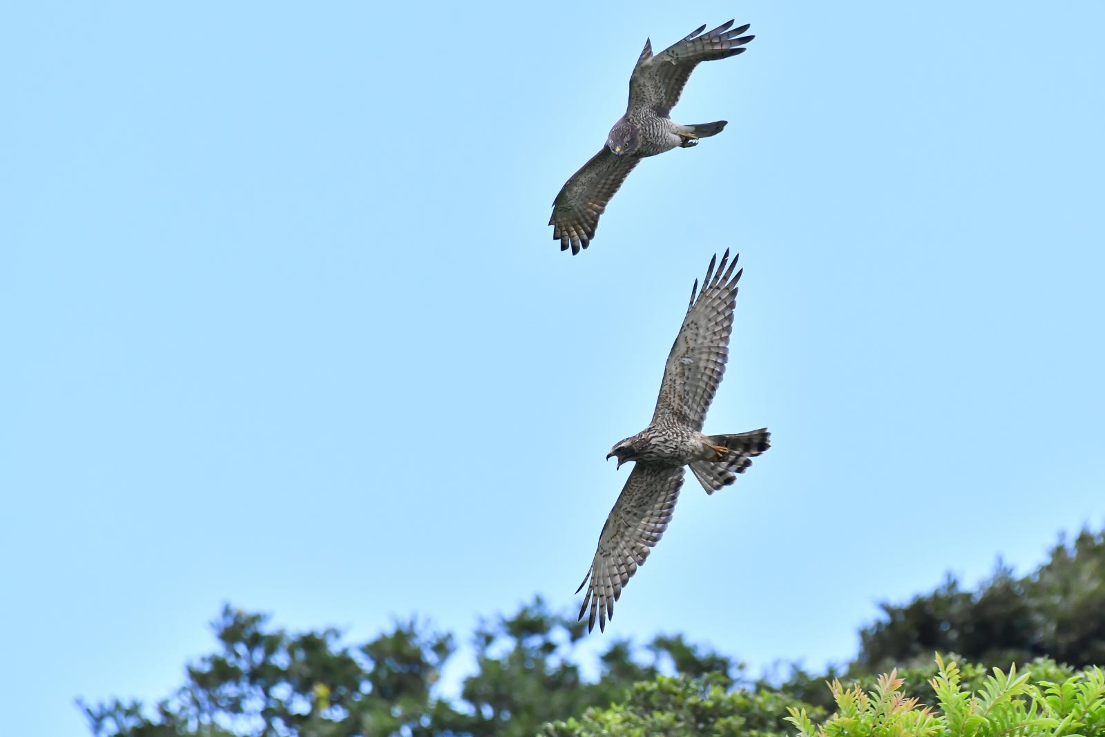 奄美大島の「フィールド探鳥ツアー」で観察できる野鳥