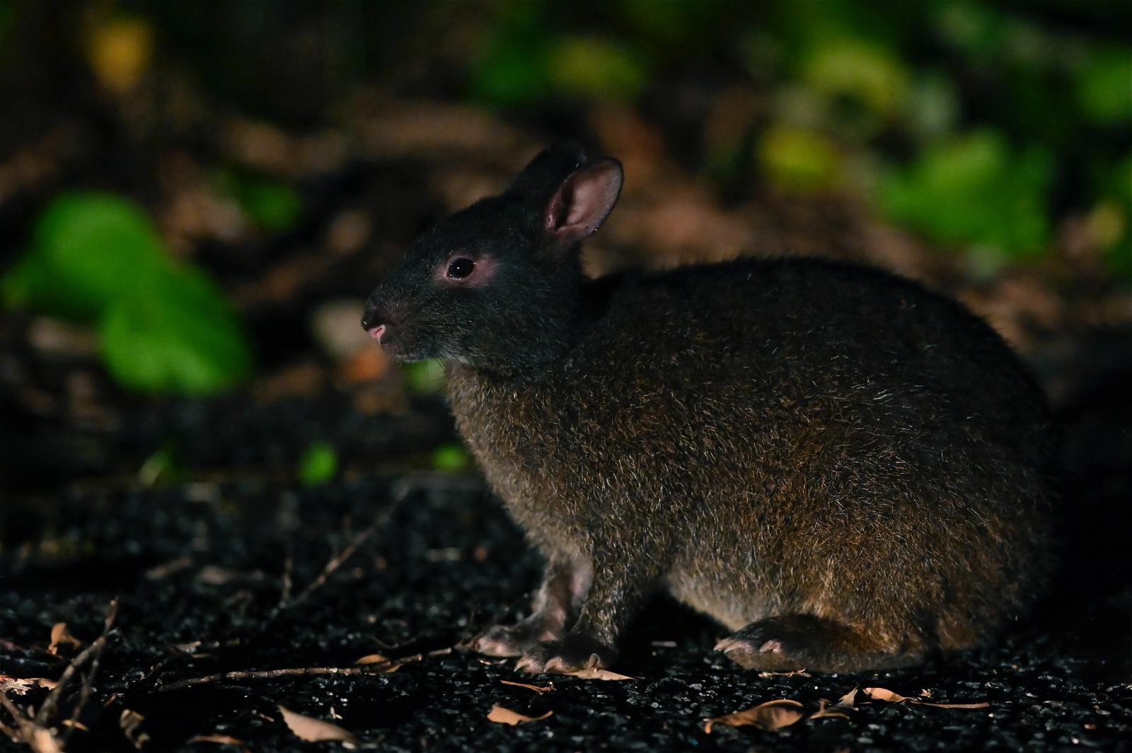 奄美大島の「夜の生き物ウォッチングツアー」で観察できるアマミノクロウサギ