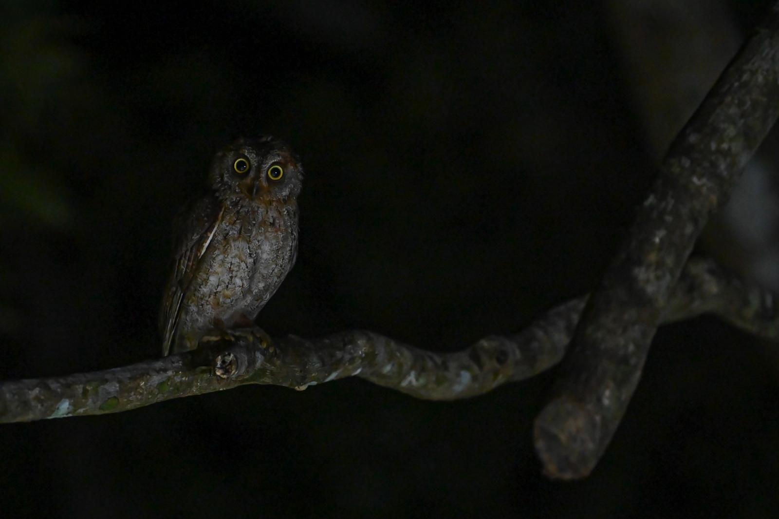 夜の生き物ウォッチングで観察できるリュウキュウコノハズク